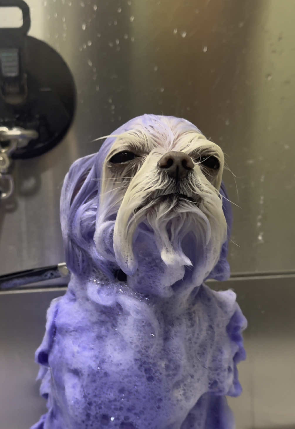Peter soaking in his purple shampoo 😇 (to neutralize the yellow and brighten that coat)  #dogsoftiktok #dogtok #maltese #doggrooming #fyp #foryoupage #viral #dog