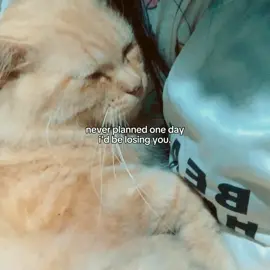 Hany boo😭💔🐈🕊️