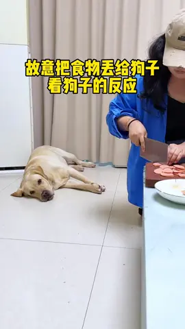 Dog#funnyanimals #funnypets #dogsoftiktok #trendingvideo #viral #fyp 