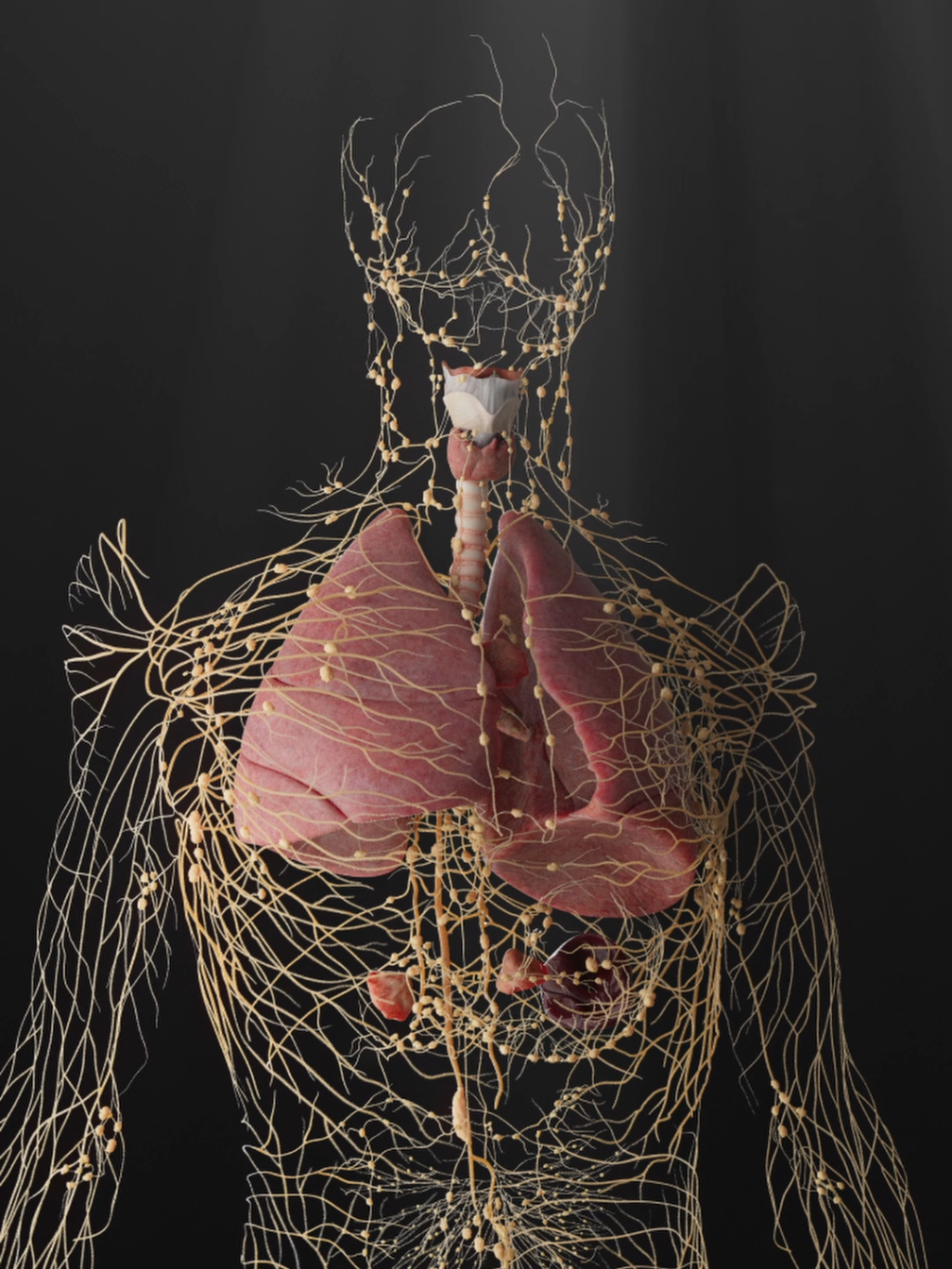 Air, structure and defense. This model shows the larynx, trachea and lungs and their spatial relationship with the spine.  Peritracheal and bronchopulmonary lymph nodes filter pathogens, debris and harmful cells, protecting the body before they reach deeper tissue.  Know the flow - air and lymph are never far apart.  #lymphaticdrainage #lymphaticsystem #trachea #lungs #STEMTok #themoreyouknow #anatomy3d #medicaleducation 