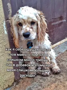 (я попросила купить платье, необходимое для мероприятия в колледже) #щп #мамащп #щитпост #собака #fypシ #fyp #рекомендации #foryoupage 