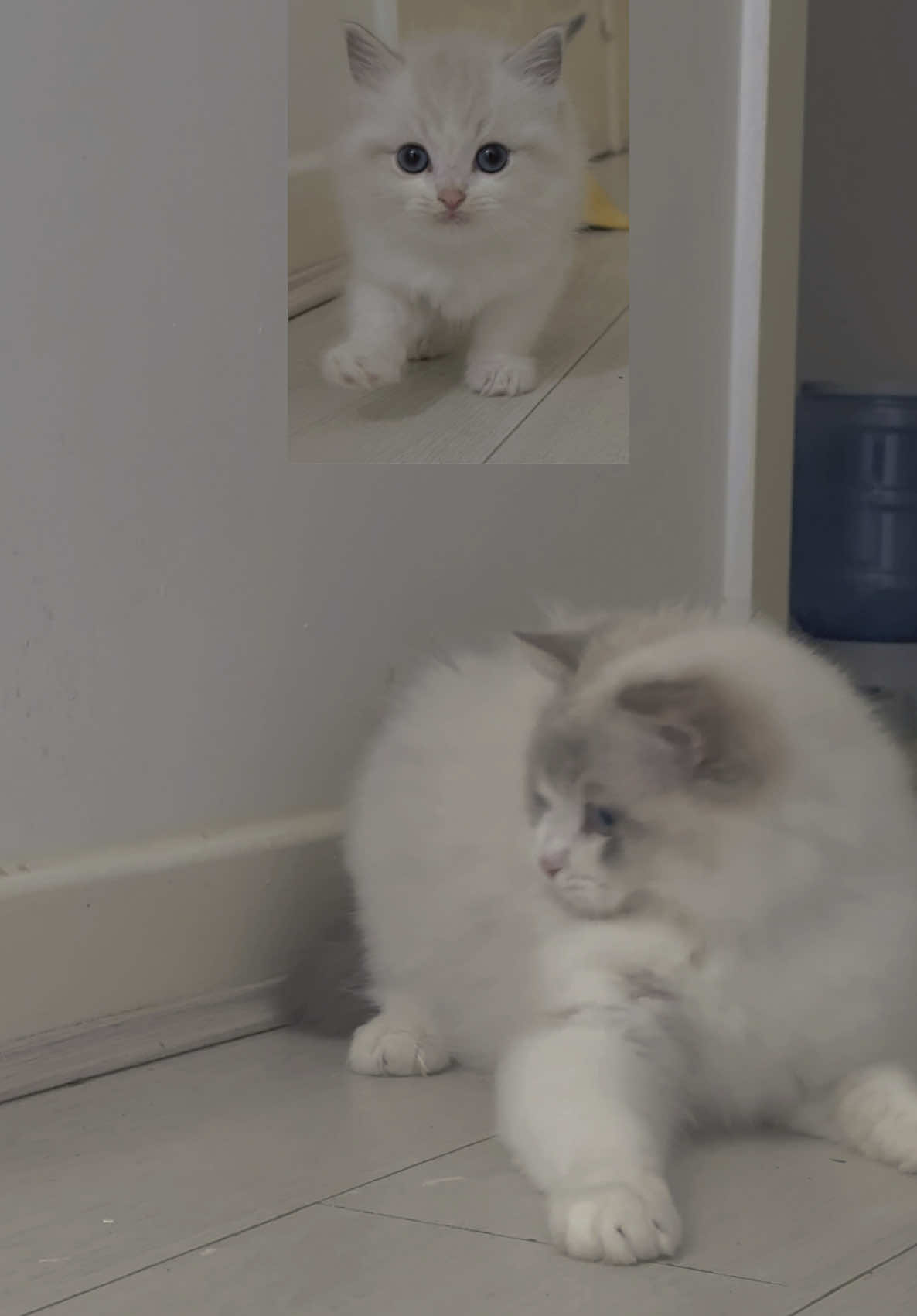 Ace at 9 weeks and now 11 month old. My huge baby ♥️ #ragdoll #catoftiktok #kitten #kittensoftiktok #kittycat #kittycat #cutecat #cat #mybaby #ragdollkitten #fluffy #fyp #foryoupage❤️❤️ #foru #tortiesoftiktok 