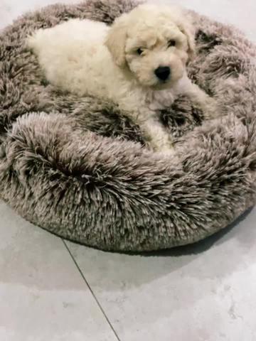 #consentidos🌹🐶🐕 #perritoslindos #ellugardelasmacotasfelices #bebespeludos#camitasantiestres