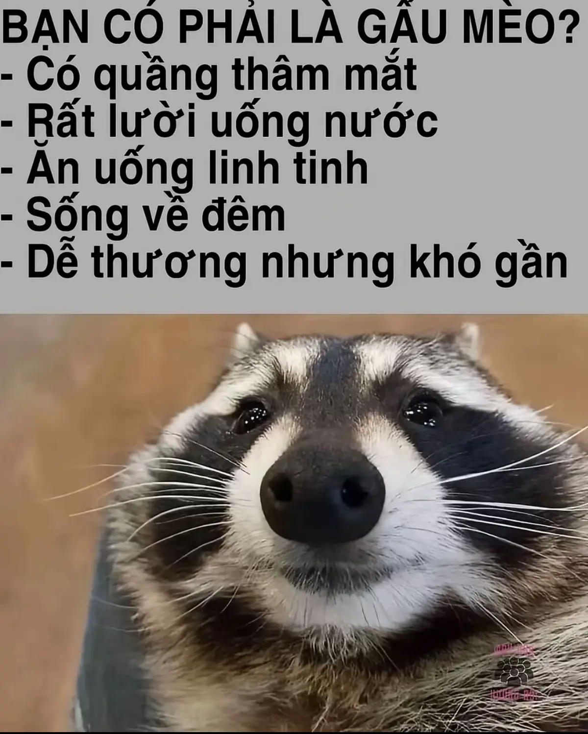 Are you a raccoon?👯‍♂️