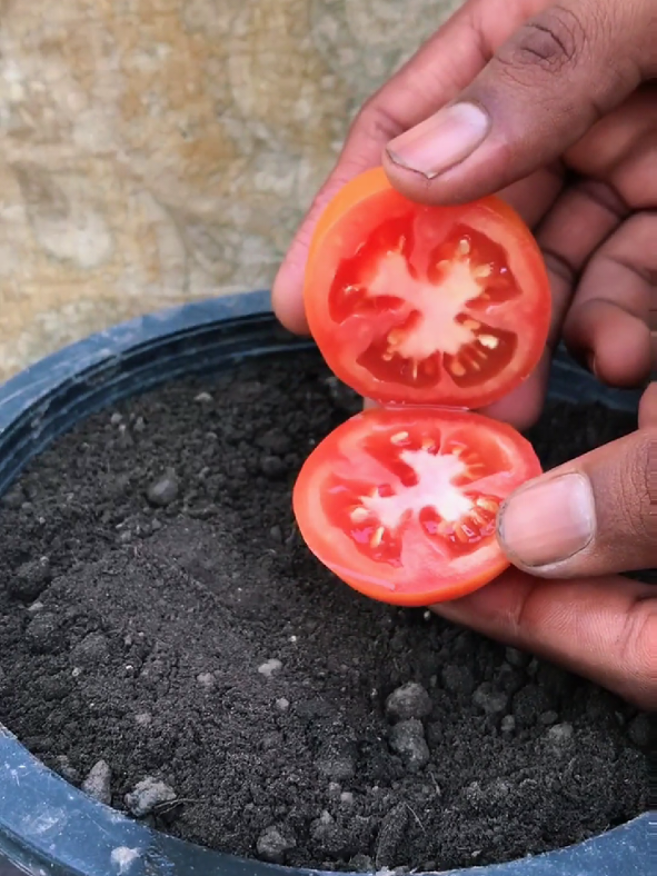 How to grow tomato simple method.#musica #openhearttalks #HealingJourney #tranding #VoiceEffects #funnytiktok #reel #f #tik_tok #treanding #relatable #relatable #game #gardening #tip 