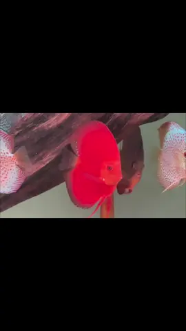 IKAN DISCUS BURGER DISCUS & CABE/CACING BEKU. bagi yg mau membeli burger, cabe & ikan discus  https://wa.me/6281222547701 https://maps.app.goo.gl/WZRZyZz4cHGy4JXe8 https://tokopedia.link/zcvBlb4q2Pb https://id.shp.ee/TwabY6y #ikandiscusmakassar #discusmakassar #makassardiscus #ikanhias #ikanhiasmakassar #ikandiscus #ikanmanfish #burgerdiscus #burgersuperred #burgerikan #cabe #cacingbeku #ikansapusapu #ikanbrushmouth #sapusapubrushmouth #ikanbrushmouthslayer #ikanbrushmouthalbinoslayer #ikanbrushmouthalbino #kokioranda #kokiranchu #kokijumbo #fbpro #monetisasi #reel 