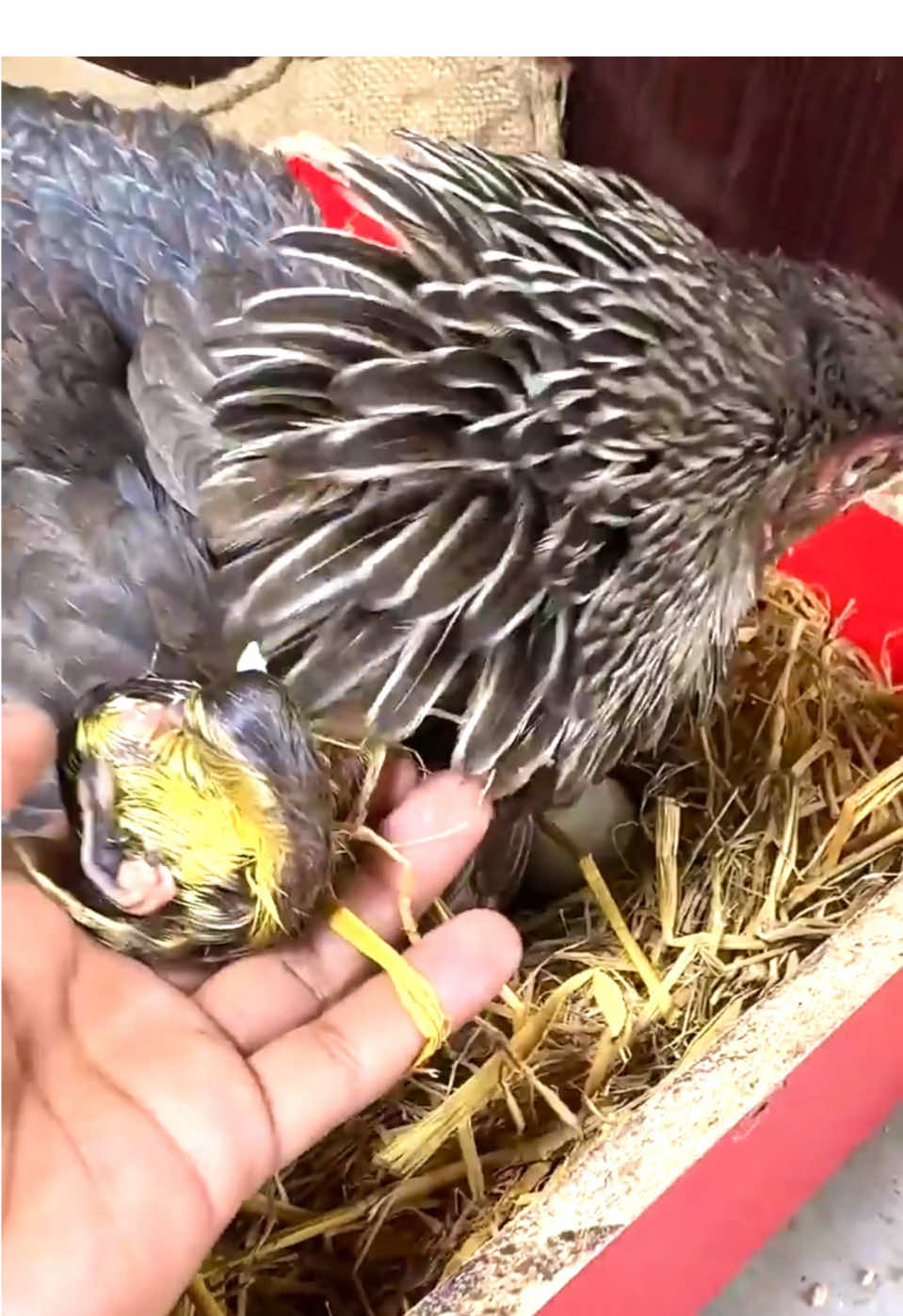 Hen beginnig’s! which chicken breed are you?? It’ss duckling mother hen”’!? #hatching #ducksEGG #tendortop🐔 #Adorable #cuteduck #chicklingcreates #contentcreator #fypシ゚viral #chickenlover #chickenlife #backyardfarms #foryou❤️💙🐥 #farmlifeproblems 