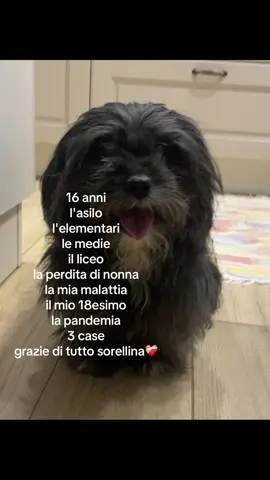 manchi molto patata❤️‍🩹 #dog #Love #missyou 