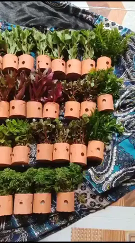 15 pot paket rendom #tanaman #aquascape #hiasan #aquarium #aquascapeindonesia #dekorasi #akuarium #ysaquatikc #foryoupage 