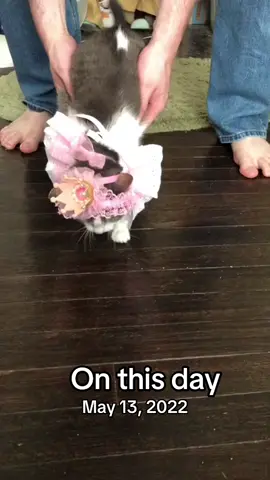 #onthisday She’s a pretty pretty princess. #cat #catsoftiktok #cattok #prettyprincess 