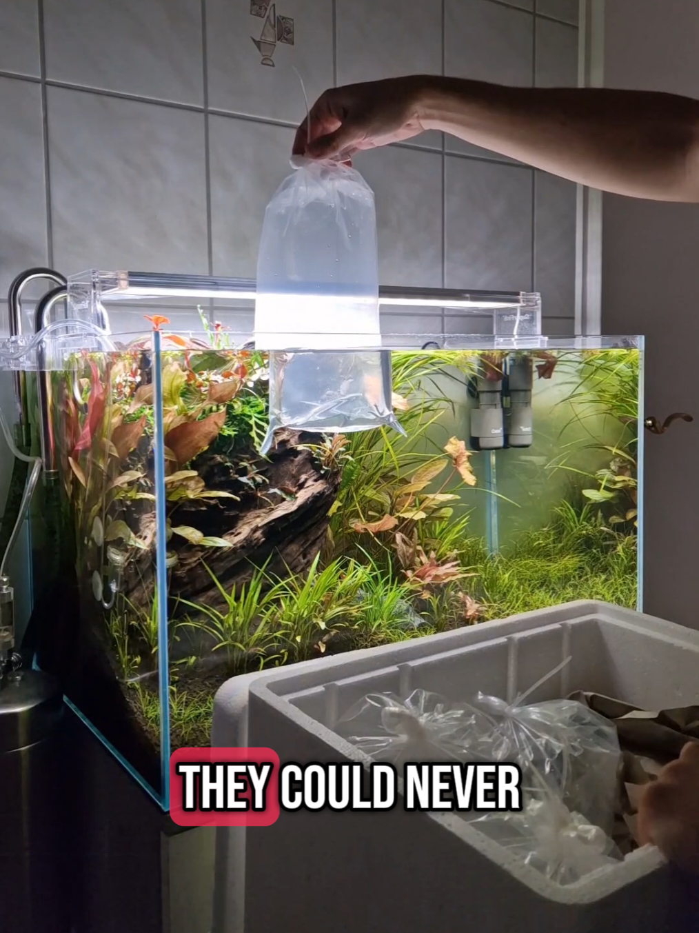 I'm a freestyler 🤣🫠 love this freestyle and thede amazing new fish by fishtopia