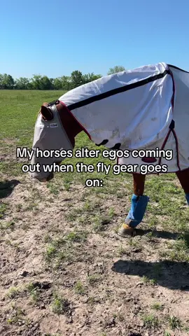 I swear they put two and two together and know it helps. They feel invincible. 🤣 #equestrian #flyseason 