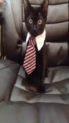 #blackcats #bow #cats #me 