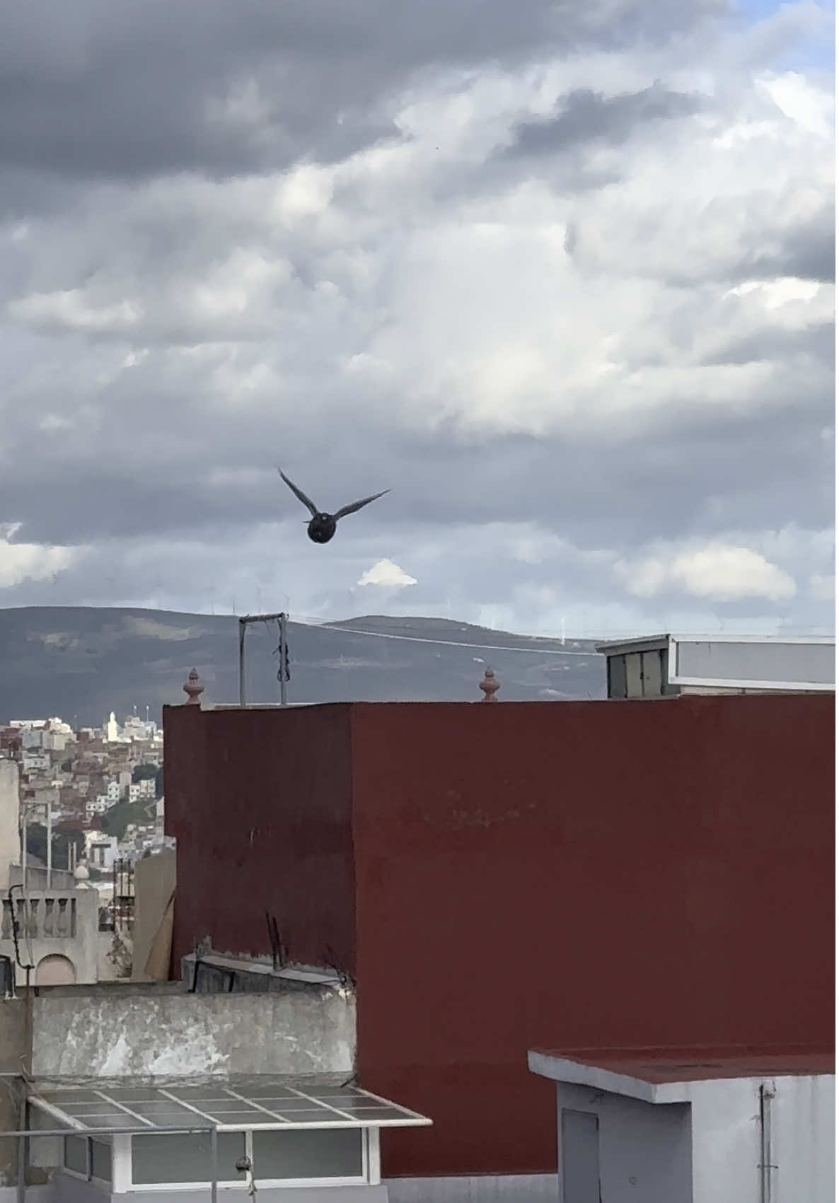 نزول الملك من صيد بوشون خيرصان لادرون 🔥#حمام #مغرب #ladron_لادرون #pigeon #gaditano 