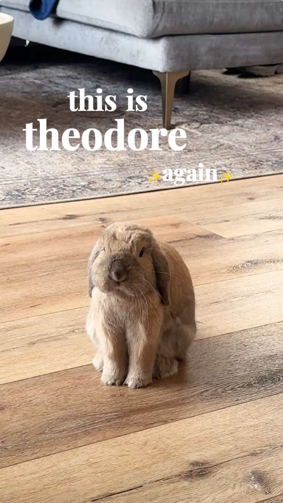Just one more for the fans… #dayinmylife #Lifestyle #bunnytok #PetsOfTikTok #pets #bunnytiktok #pet #bunnytiktok #freeroambunny 