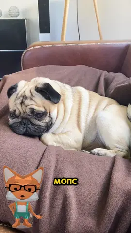 Мопс — это настоящая собака-компаньон с огромным сердцем и характером, который невозможно не полюбить! 🐾 🐶 Порода мопсов возникла более двух тысяч лет назад в Китае, где этих собак содержали при императорском дворе как символ благополучия и уюта. 😄 Мопсы известны своей очаровательной морщинистой мордочкой, выразительными глазами и дружелюбным характером. 🧠 Несмотря на свою забавную внешность, мопсы умны, сообразительны и легко привязываются к людям — они обожают быть рядом с хозяином. 🌬 Из-за короткой морды мопсы могут издавать характерные хрюкающие и сопящие звуки, особенно во время сна. Это связано с брахицефалической формой черепа. 🐾 Мопсы отлично подходят для содержания в квартире: они не требуют больших физических нагрузок и легко адаптируются к ритму жизни человека. #мопс #собака #познавательно #факты #животныеприколы 