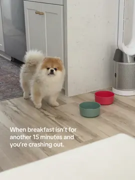 Breakfast not being served when I want is crazy.  #pomeranian #pomeraniansoftiktok #dogs #unhinged #fyp #viral 