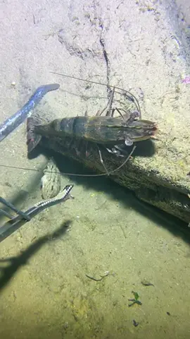 #diving #crab #catchthesea #seaside #seafood #fish #eel #lobster #seangsolofishing