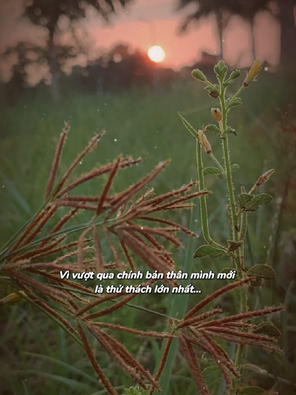 còn sống là còn phấn đấu không được bỏ cuộc 🪴cố lên #tichcucmoingay #story #nhungcaunoihay #sunsetlover #tamtrang #senda66 #cuocsong #cỏ 