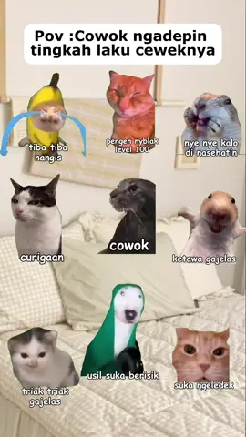 #memes #memekucinglucu #kucingmeme