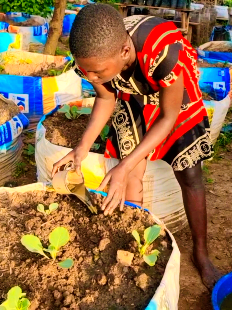 How to Prepare and Use Fresh Cow Dung Manure and Liquid Fertiliser in Vegetable Garden  Organic Sustainable Gardening at Home: Best Fertilizer and Manure to use in your Vegetable Garden #selfsufficiency #containergardening #makeliquidfertiliser #howtomake #backyardgardening  #foryoupage 