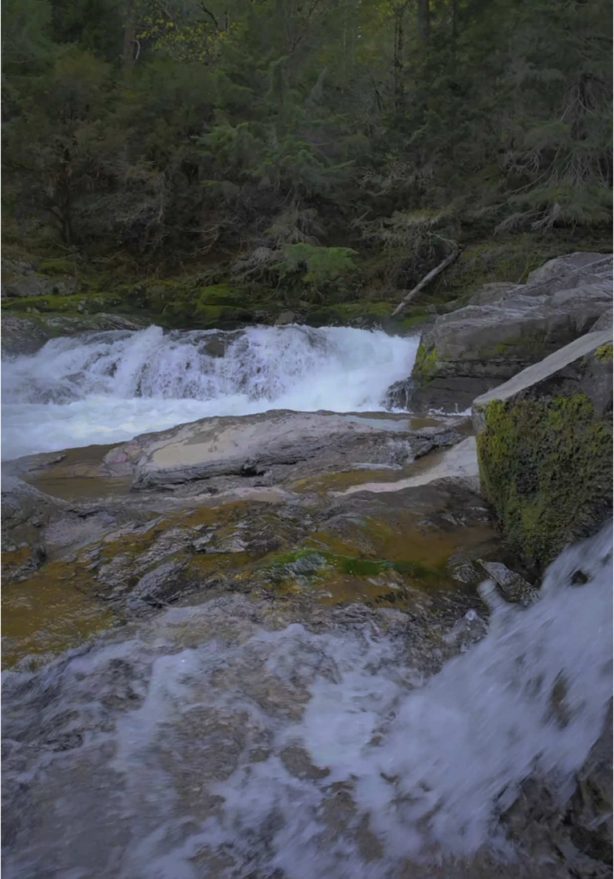Rising up from one cascade to reveal a larger one just behind it, the creek flows steadily through the forest with quiet determination. The water moves with energy, yet there’s a calmness to it—a gentle rhythm shaped by time and stone. It’s moments like these that remind you how beautiful the journey is, even between the big drops 😍