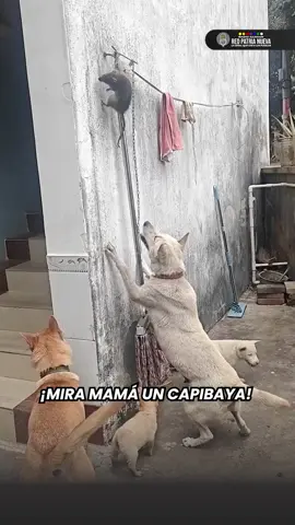 ¡Los firus están que no se aguantan las ganas de conocer al famoso capibara! 🐶 Se les nota la emoción, como si fueran a conocer a una celebridad del reino animal 😂 #Firulais #Capibaya #ratatouille #mickeymouse #Humor #redpatrianueva