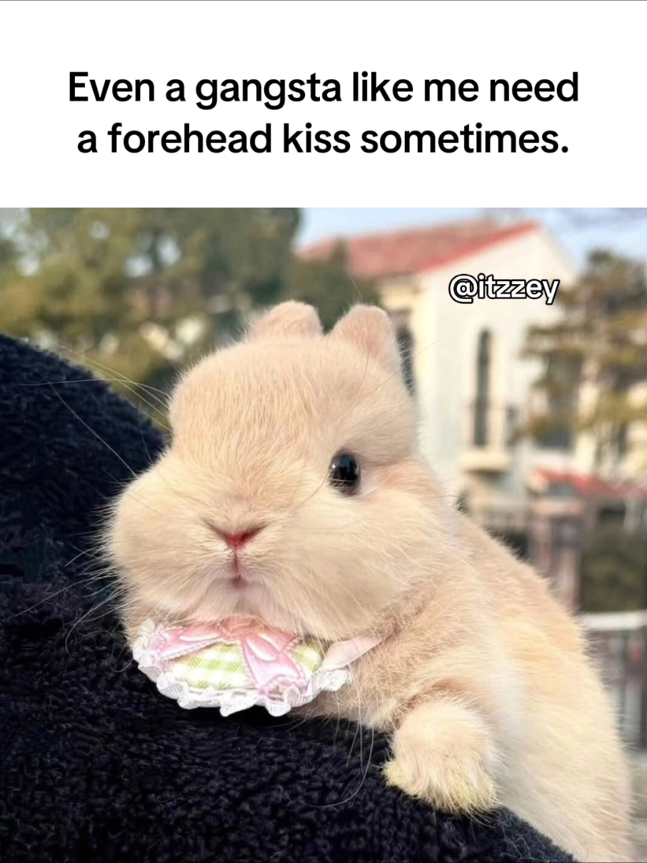 Fr 🥀 #cat #meme #fyp #foryou #4u  #relatable #tiktokviral 