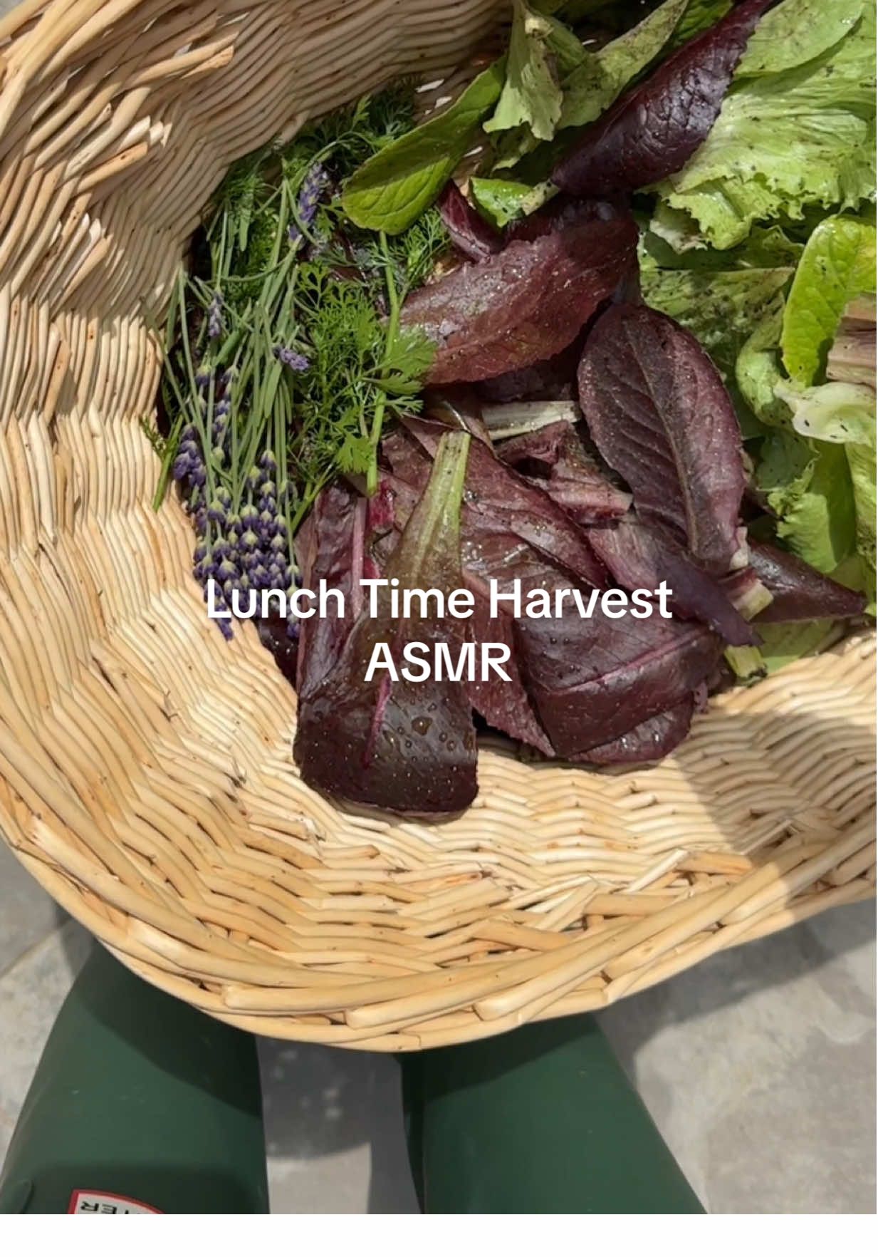 Today’s harvest made the prettiest lunch plate—quiet garden moments and fresh picks just hit different. #gardenharvest #asmrgarden #gardentok #lunchtimevibes #cozygarden #growyourownfood #harvestseason #backyardgarden #gardencore #zone7bgardening #fromgardentotable #slowmorningvibes #gardengirl #gardencore #cottagecore 