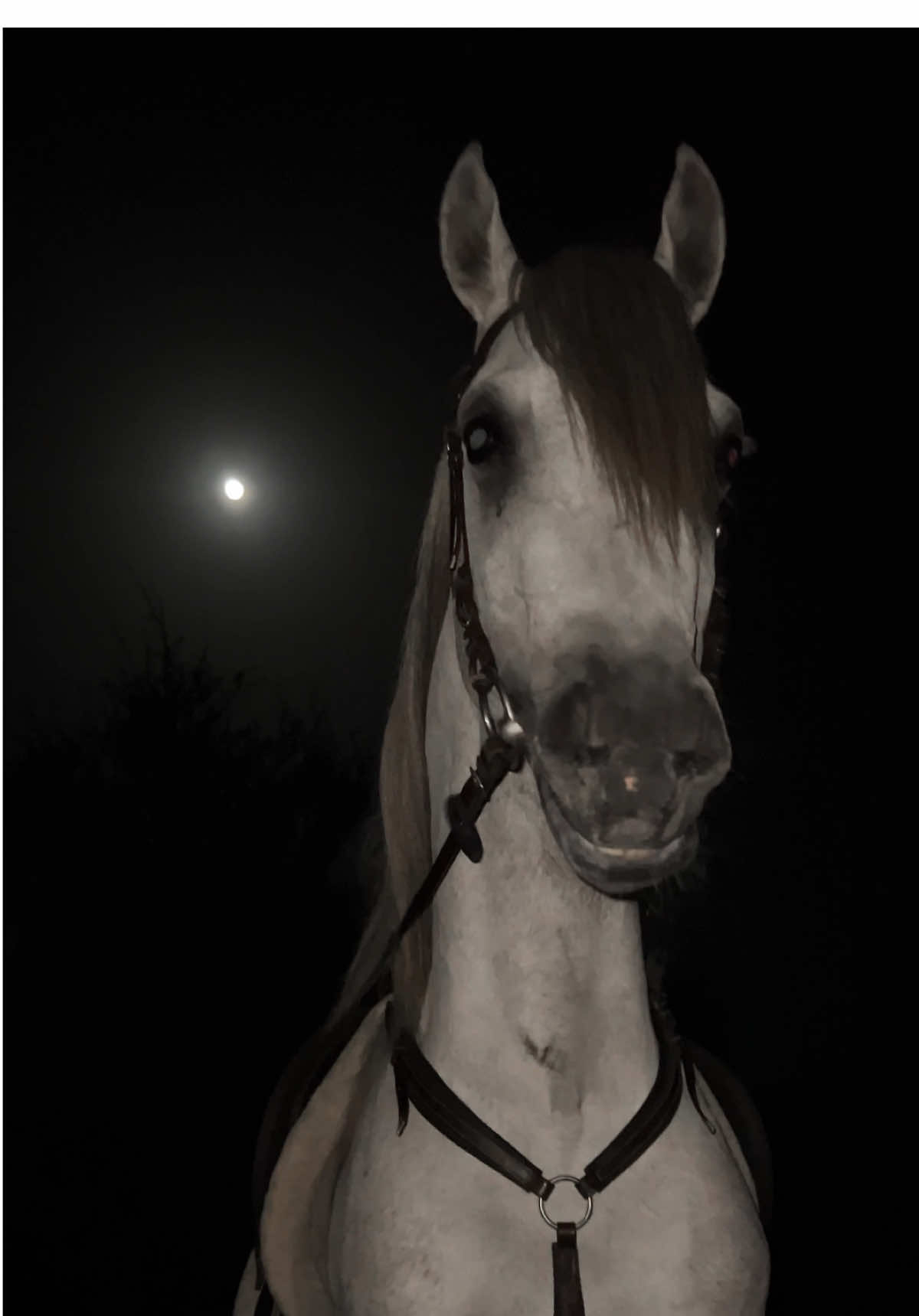 #🤎🤎 #سمو #اكسبلورexplore #مرجان_الزبير #horse #خيل_وخياله🐎 #اكتب_شي_توجر_عليه #استغفرالله #مروان_الشقب 