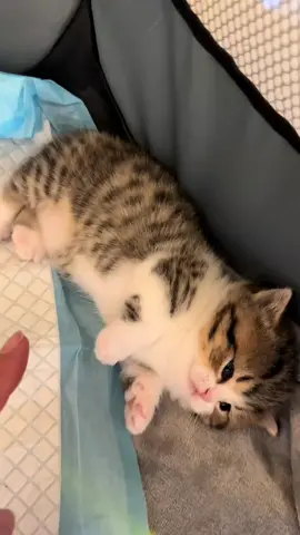 Adorably soft kitten😊.#pets #cute #cats #kitten 