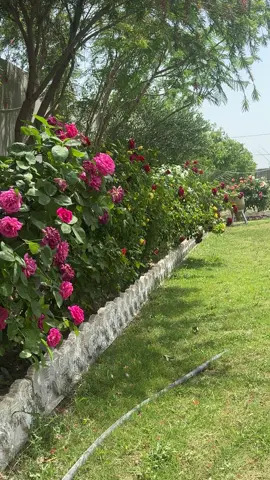 كل أنثى هي قصيدة رواية جميلة ، زهرة جميلة متفتحة  فارويها بالحب#عباراتكم_للفيديو #حديقتي_الجميلة #الورد_الجوري😍🌸🌺 #ديالى_بلدروز_العشق😍😍 @ضحى #تصويري #تصويري #فاضل_شاكر #عباراتكم_للفيديو #محافظه_ديالى🍊_ @🇮🇶الدكتورة بان العزاوي 🇮🇶 #ديالى_بعقوبه_مجسر_حي_المعلمين #الورد_الجوري😍🌸🌺 #تصويري #ديالى_بلدروز_العشق😍😍 #الورد_الجوري😍🌸🌺 