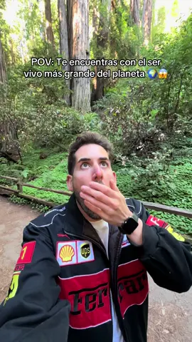 ¿Y tú sabías que el ser vivo más grande y longevo del mundo es la secuoya? 🌲✨ ¡Sí! Puedes encontrarlas en Muir Woods cerca de San Francisco. Estas gigantes tienen más de 2,000 años y son impresionantes no solo por su tamaño, sino también por su historia. ¡Es una experiencia verlas en persona! 😱 #Secuoyas #MuirWoods #SanFrancisco #SeresVivosGigantes #NaturalezaIncreíble #ViajarEsVivir #aventuraverde 