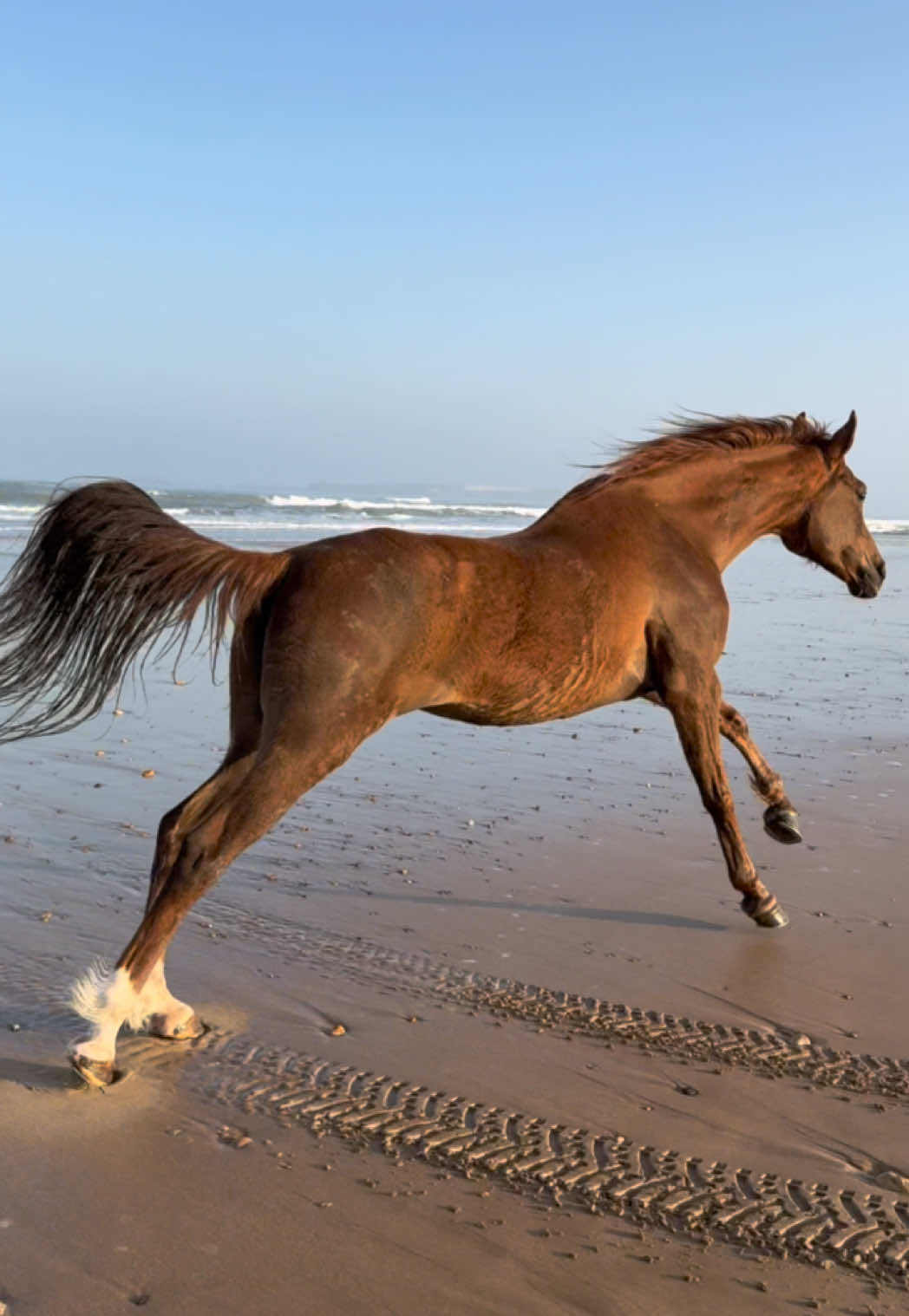 FARWLA The mare among the stallions. 2 month after she was rescued by Lahcen Yawyaw, is living now her best life with our stallions.  Every single horse deserve to be loved.  Her joy gallops now—proof that healing is possible. 👉🏼 We are a Travel Agency based in Essaouira (Morocco). Join us for an unforgettable horseride holidays. Ride the best horses in town, and meet the best team of riders.  . . . . . . #horses #horsesoftiktok #horse #horsetok #equestrian #fyp #cheval #fypage #viral #viralvideo #pferd #horsesontiktok #лошадь #horselove #essaouira #morocco #lovak #caballos #cavalli #mare #rescue #rescuehorse 