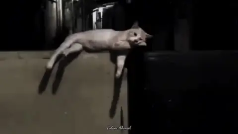 مقدرتش انساك والليالي 💔 #عمرودياب #عمرو_دياب #amrdiab #foruyoupage #foryoupage #foruyou #fyp #fypp #explore #explorerpage #videoviral #الشعب_الصيني_ماله_حل😂😂 