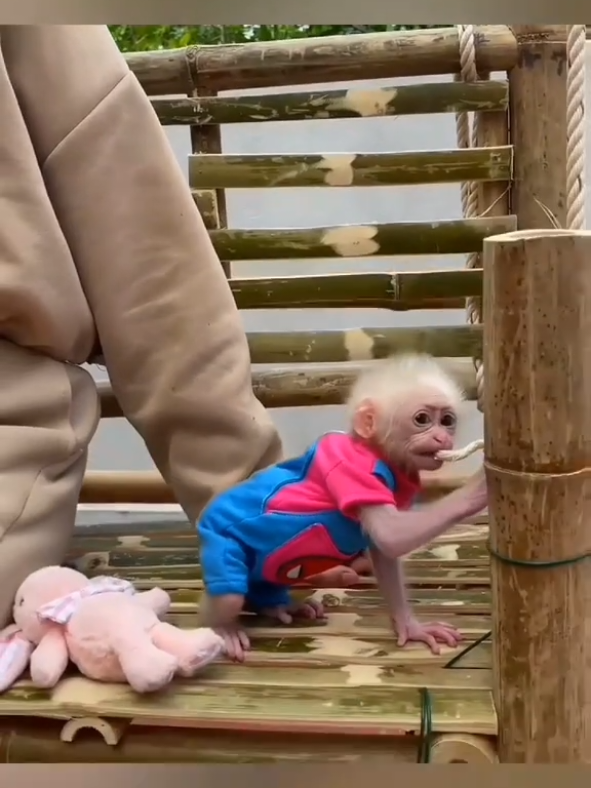 Beautiful Baby Monkey 🙊 #babymonkey #bibimonkey #monyetlucu 