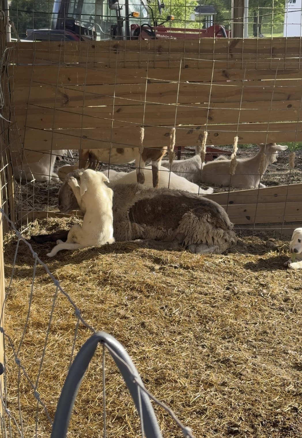 Just one of our sweet livestock guardian puppies loving on our ram Big Mike ❤️