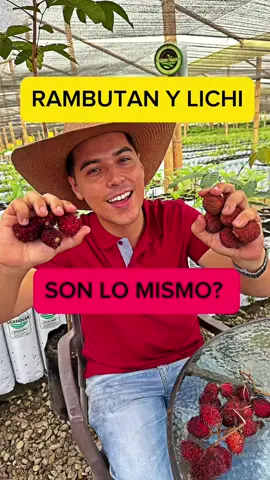 Lichi y Rambutan, dos frutas parecidas y confundidas pero completamente distintas, los árboles los encuentra en nuestra página web o escribiéndonos al DM