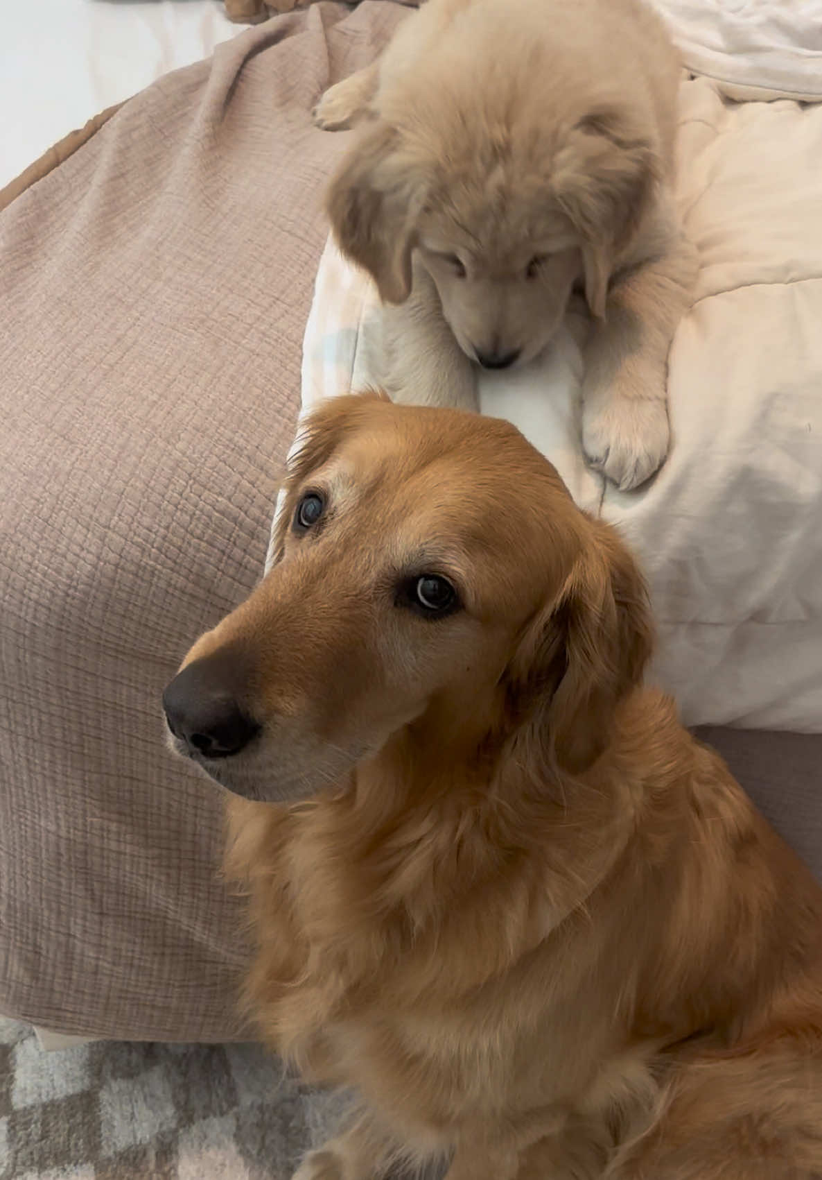 Crosby is sending out an SOS #GOLDENS #goldenretrievers #secondchild #dogs #seconddog #puppy #goldenpuppy #puppyphase #fyp 