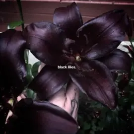 if you see beauty in something, don't wait for others to agree. #fyp#flowers#lily#beauty#dark#black