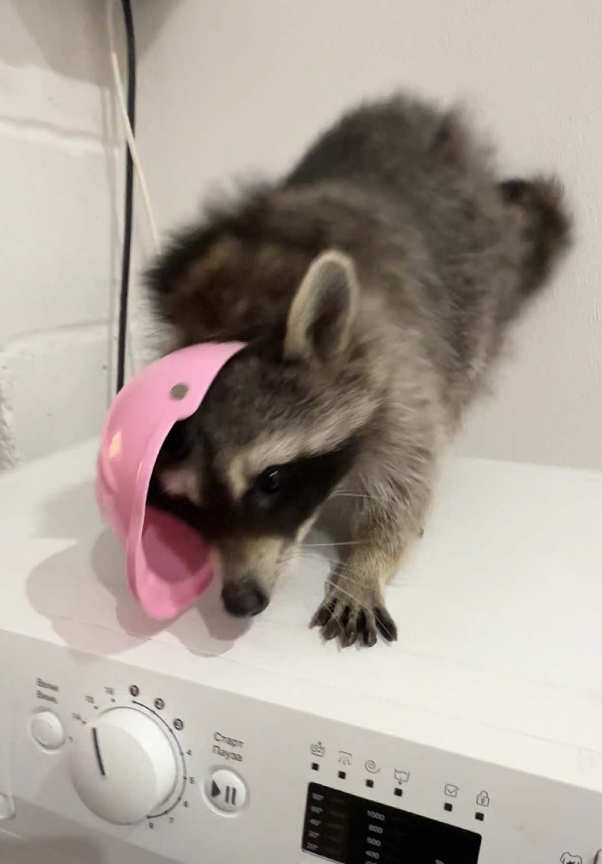 У кого такой же настрой на работу?#енот #еноты 