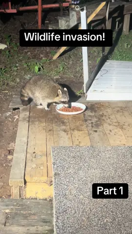 #raccoonsoftiktok #wildlife #dinnertimetiktok 