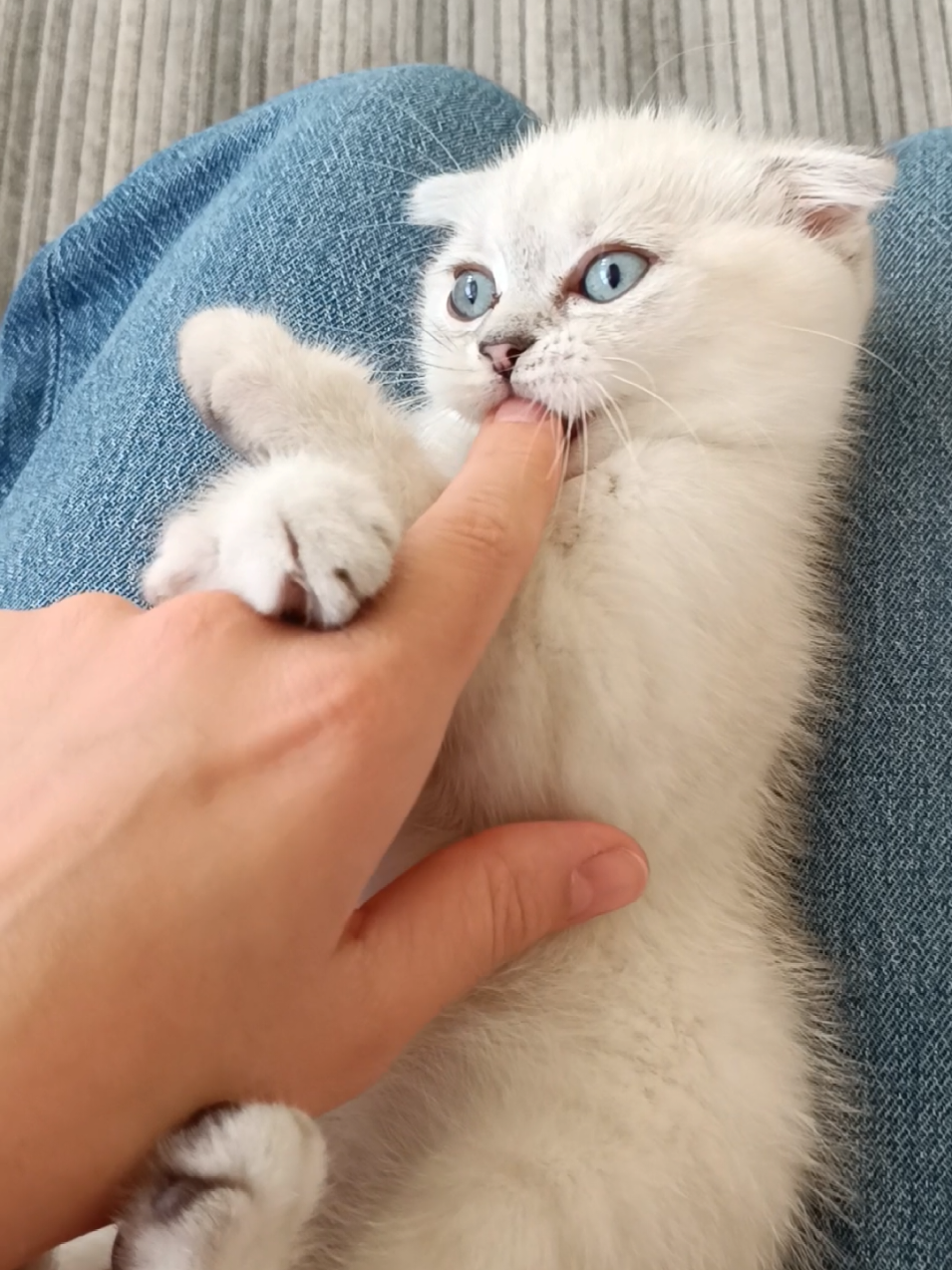 Rahat bırakılır mısın sen? 🥰😍  #kedi #kedivideoları #kedivideolari #kediler #cat #catlover 