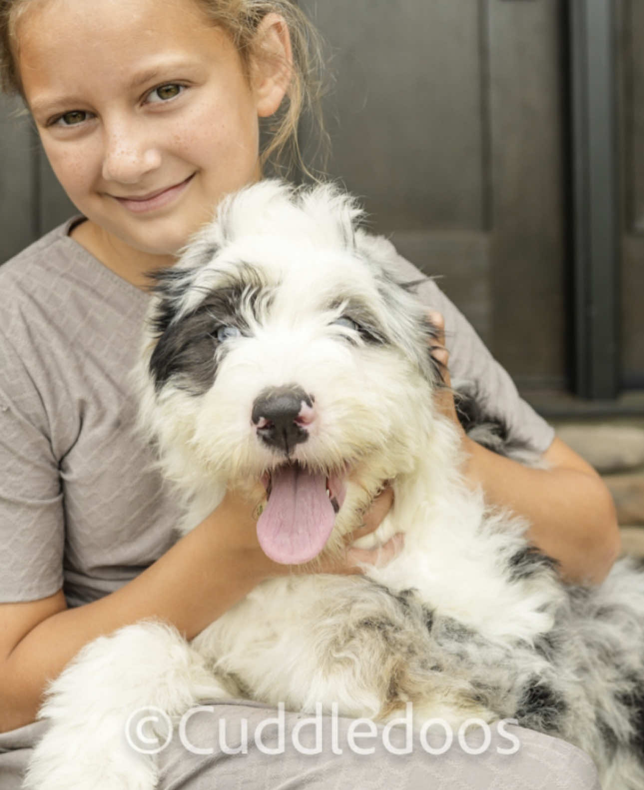 Meet Feyre! She is a mini old English mountain doodle. She is very sweet and playful! Beautiful to blue eyes. She has some tan points on her legs and a nice Merle coat.  she’s available and looking for her forever home!  Price reduced. Transportation available. Vet Checked. Up-to-date on a vaccinations and dewormer . #m#minioldenglishmountaindoodleso#oldenglishmountaindoodlesm#minioldenglishmountaindoodlesofinstagramm#minioldenglishmountaindoodlebreederp#petsp#puppiesd#doodled#doodlesd#doodlesofinstagramd#doodlesodtheworldm#minism#minidoodlesm#minipoodlec#cuddledooeso#oesb#bernesemountaindog