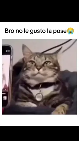 Bro el gato tiene conciencia o que 💀💀.  #fyp #parati #foryoupage #gatos #gatitos #mascotas #posesparafotos #poses #LIVEIncentiveProgram #LIVERewards #PaidPartnership 