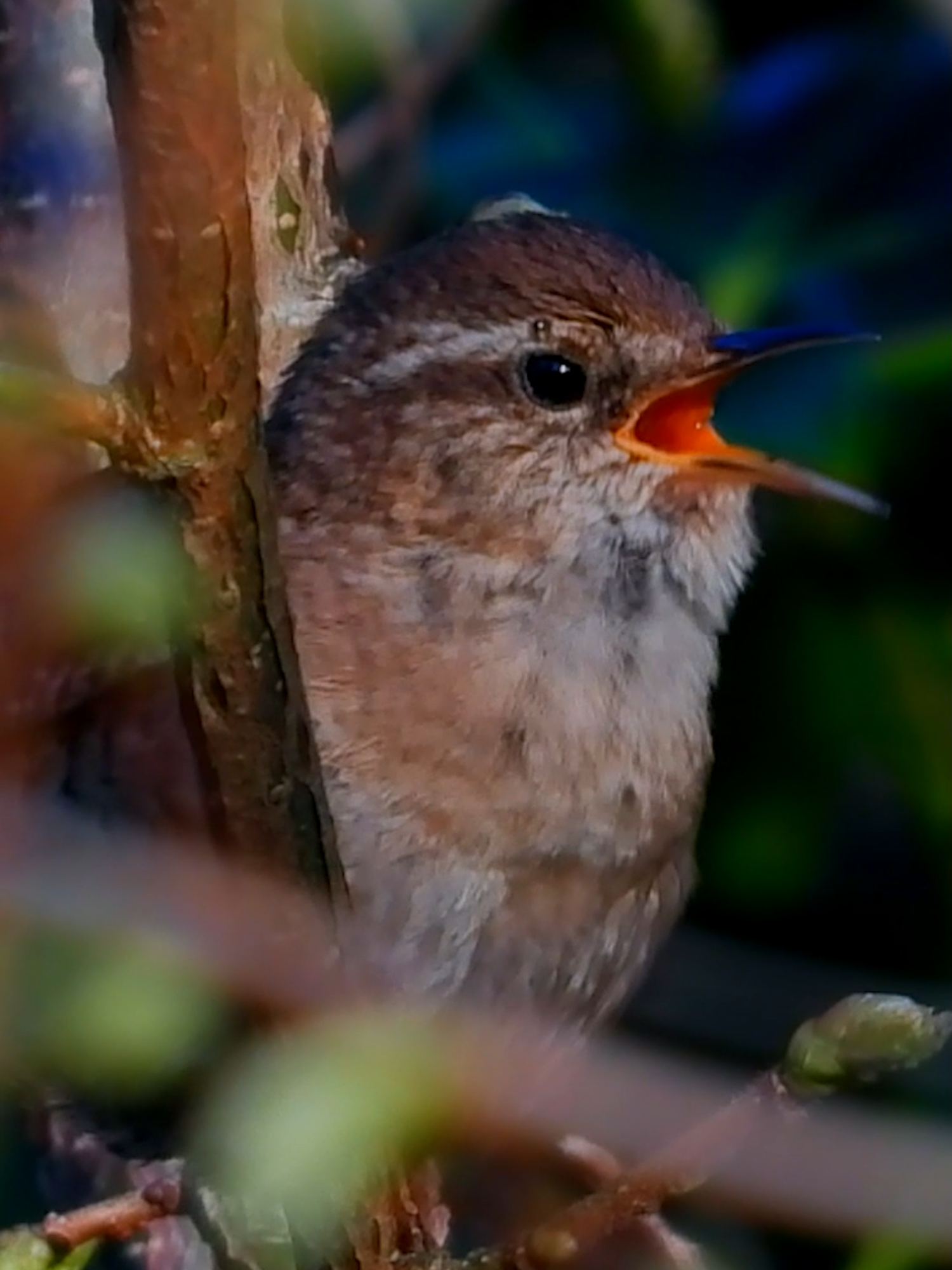 Eurasian wren song Gjerdesmett sang Zaunkönig gesang Winterkoning geluid Strzyżyk zwyczajny #shorts #Lundsneset #shorts #p1000 #Nikon #coolpix #coolpixp1000 #sound #singing #call #sang #chirping #song #chant #vogel #geluid #våren #beautiful #bird #8mai #april