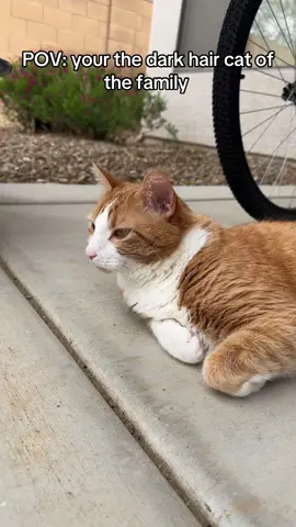 It’s a lifestyle Brian #simpsons #sunbathing #gottakeepthetanup #catsoftiktok #catmom #crazycatlady 