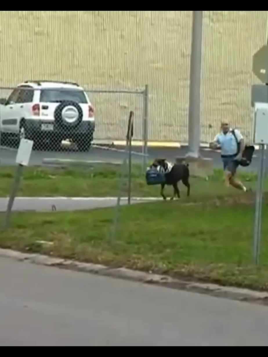 dog chases🤣#animal #foryoupage❤️❤️ #fyp 