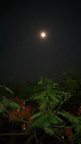 আজকের চাঁদ অসাধারণ,,,,, শুভ রাত্রি