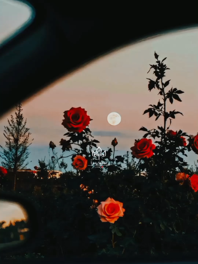 Bajo la lluvia ☔️ #maykelcedeño #liric #parati #bachata #fpy  #tania_yankur #viral #musicaecuatoriana 